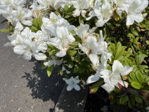 202504161232IMG_3502ヒゲハナバチ.jpg