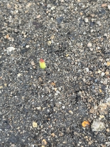 20250911IMG_4182.jpg