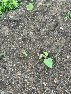 20260522IMG_5609.jpeg