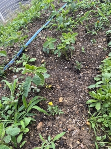 20260522IMG_5647.jpeg