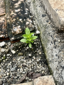 20260703IMG_5822.jpeg